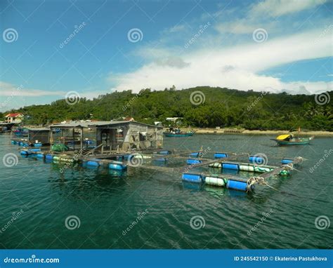 Small Fish Farm 的图像结果