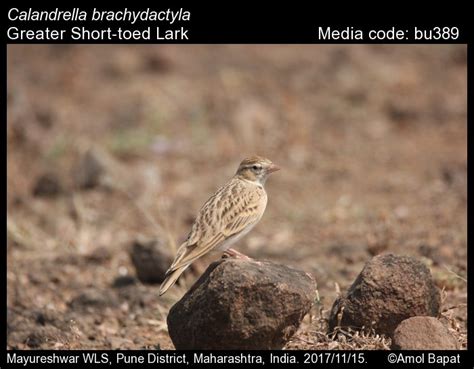 Calandrella brachydactyla (Leisler, 1814) - Greater Short-toed Lark | Birds