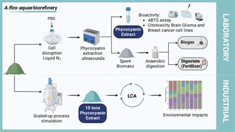 Aphanizomenon flos-aquae: A Biorefinery for Health and Energy ...