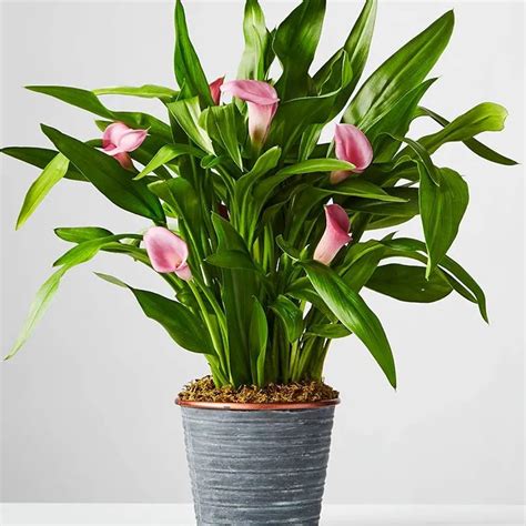 Pink Flower Peace Lily Indoor Plants for Living Room | Live Plants ...