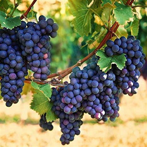 Creative Farmer Live Plant Grape Fruit Garden Sweet Grapes Vine Exotic ...