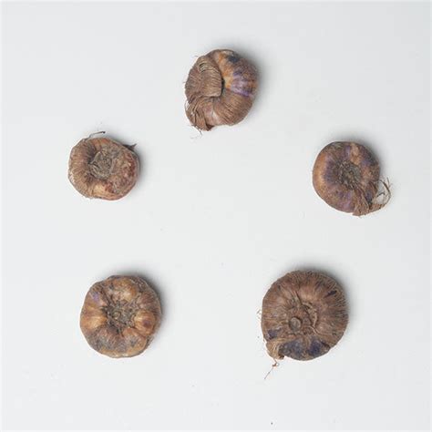 Buy Ixia White Flower Bulbs - 5-Pack | AllThatGrows