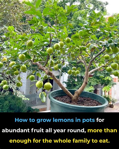 How to grow lemons in pots for abundant fruit all year round, more than enough for the whole ...