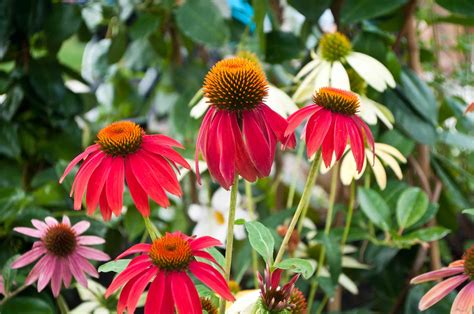 24 Great Varieties of Echinacea (Coneflower)