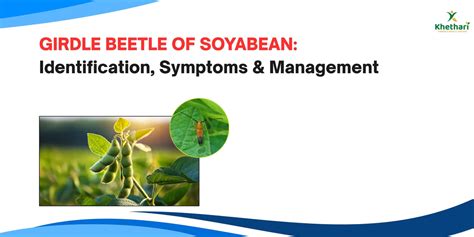 GIRDLE BEETLE OF SOYABEAN: Identification, Symptoms & Management – Khethari