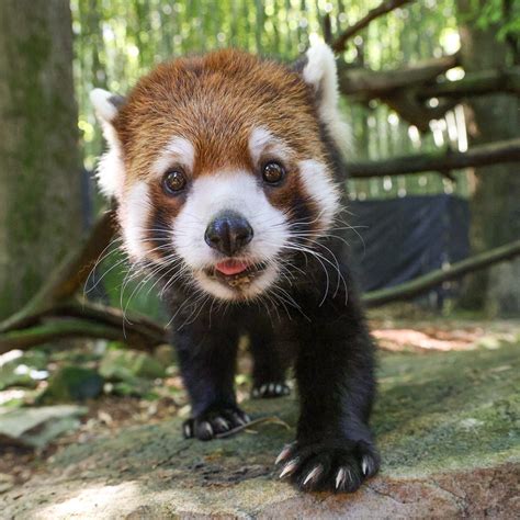 Nashville Zoo | We can’t get over how udderly adorable Hamish (pronounced Hay-mish) is! 🐮😍 ...
