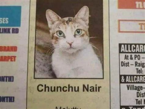 'Chunchu Nair' The Cat's Obituary In A Newspaper Has Got People Right ...