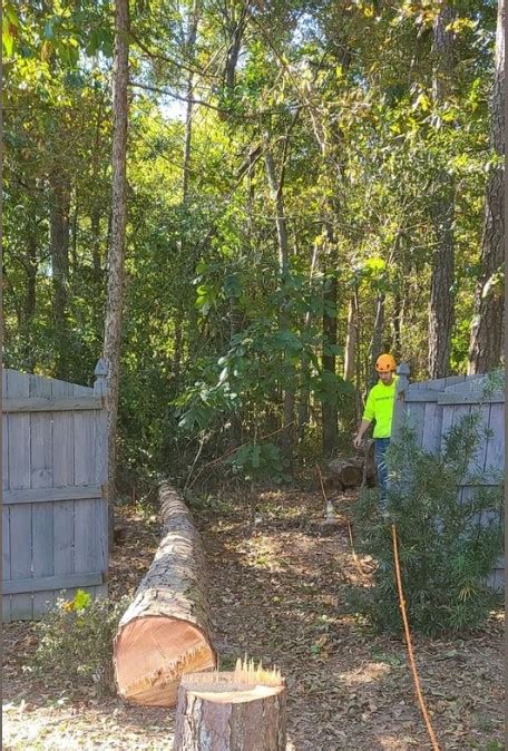 Image result for Monster Tree Pruning
