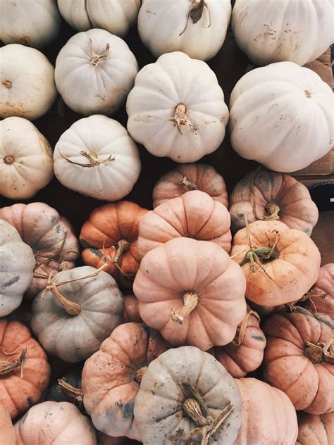 White Pumpkins Wallpaper: Autumn Home Decor Ideas