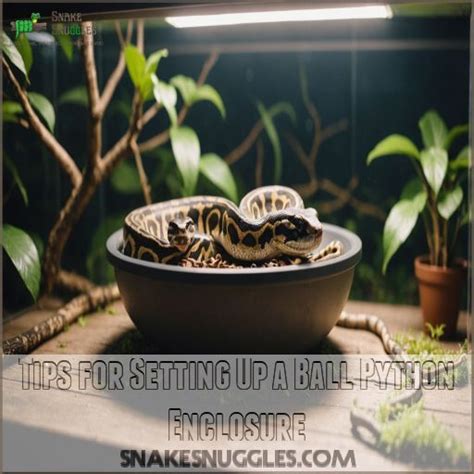 Setting Up Python Enclosure 的图像结果