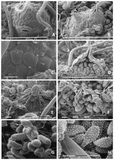 JoF | Special Issue : Diagnosis of Plant Pathogenic Fungi and Oomycetes ...