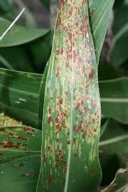 Disease management of Sorghum – Khethari