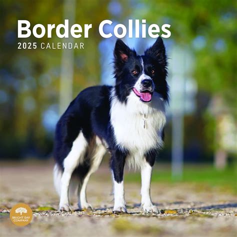 BrightDayCalendars Bright Day 2022 Border Collies Wall Calendar - Cute ...