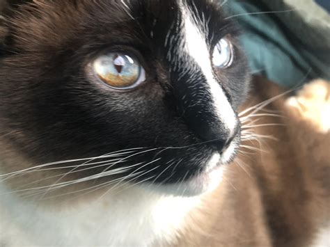 My cat Theron has a splotch of brown on his right eye, as shown : r ...