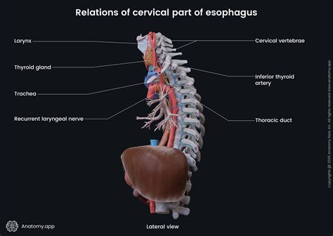Thoracic Duct And Esophagus