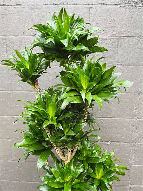How To Care and Tend to Your Dracaena Plants Indoors — STUMP PLANTS ...