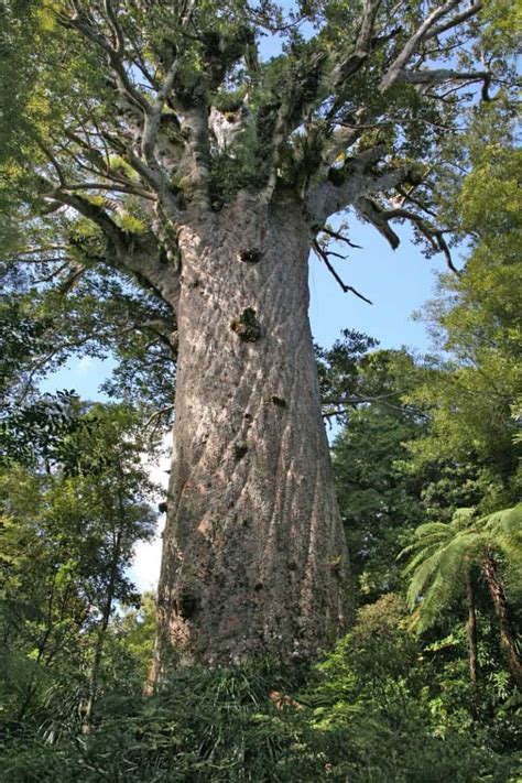 Image result for Biggest Kauri Tree