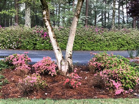 Buy Coral Bells Azalea | FREE SHIPPING | Wilson Bros Gardens | 1 Gallon ...