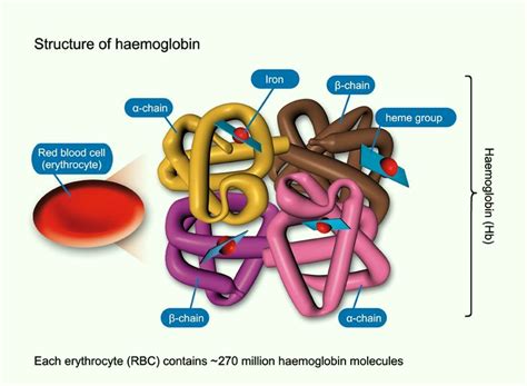 Image result for Complex Structure of Haemoglobin