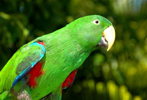 Image result for Parrot Search Algorithm