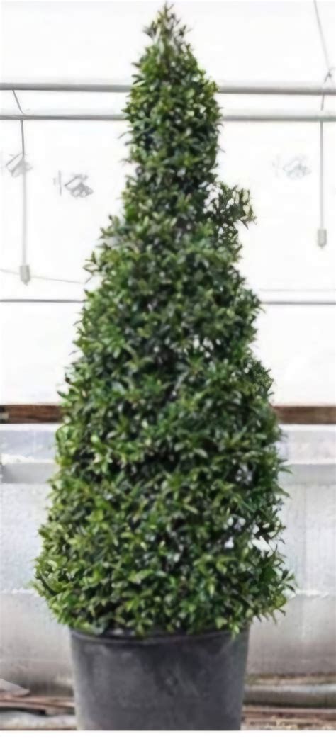 Green Plants Flower Delivery Hillsboro Oregon - Williams Flower & Gift