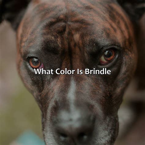 What Is A Brindle Color at Clifford Ward blog