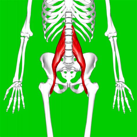 Psoas major muscle - Wikipedia