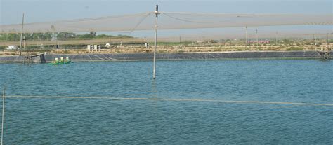 CAA - Coastal Aquaculture Authority| Ministry Of Agriculture And ...