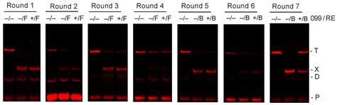 Determination and Dissection of DNA-Binding Specificity for the Thermus ...