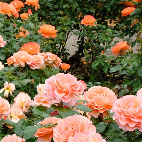 How To Prune Drift Roses - 10 Steps To Stunning Rose Bushes