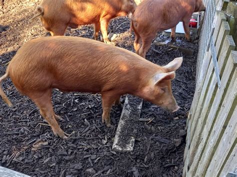 Tamworth Pigs - ZooChat