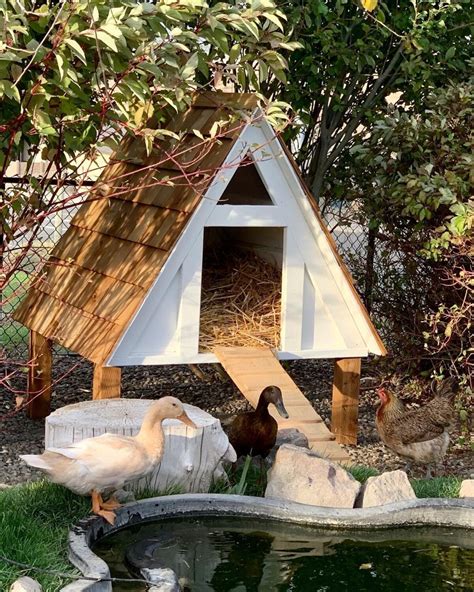 Best 13 Eco-Friendly DIY Duck Enclosure Ideas: Sustainable Practices ...