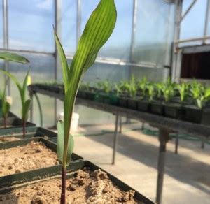 GROUNDOXY BEST QUALITY HYBRID BABY CORN SEED FOR YOUR HOME GARDENING OR ...