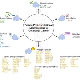 Image result for Post-translational regulation Post-translational Modification