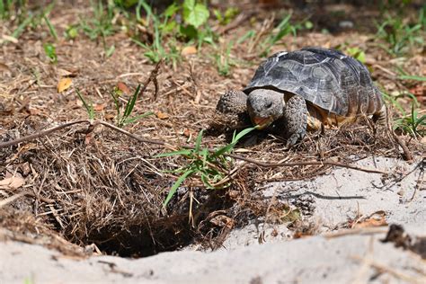 Visit Us — Hobe Sound Nature Center