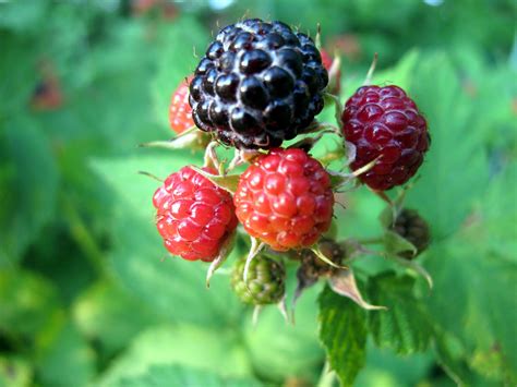 Growing Raspberries In Containers: The Complete Guide - Bright Lane Gardens - can you grow raspberries in a pot