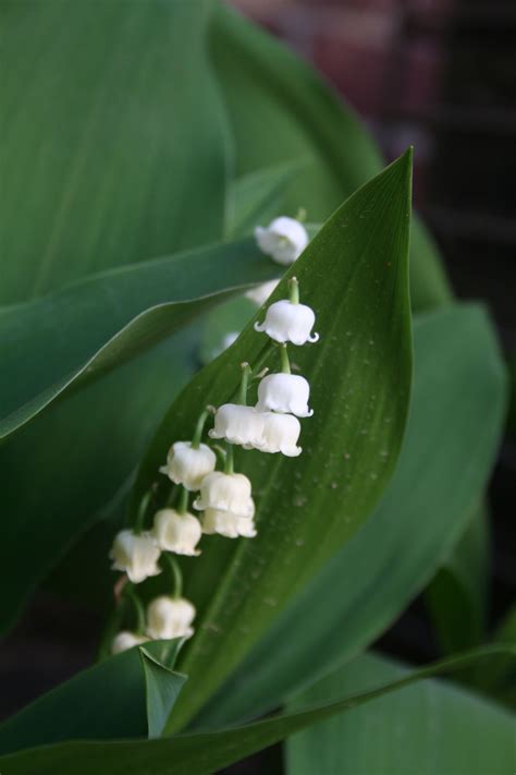 Lily of the Valley - Beautiful Blooms for Your Garden
