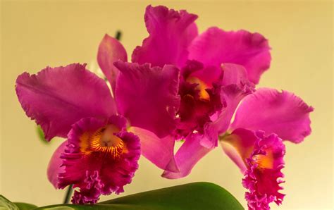 #843414 Orchid, Closeup, Colored background, Pink color - Rare Gallery ...