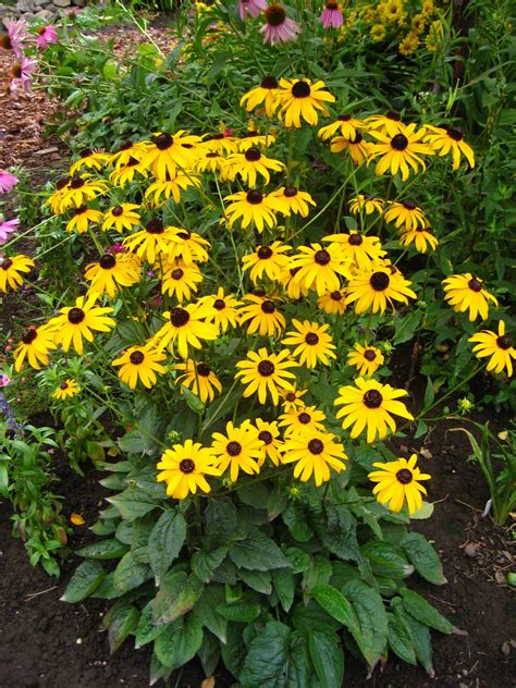 Susan's In the Garden: Perennials - Black-Eyed Susans