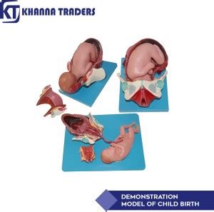 KHANNA TRADERS DEMONSTRATION MODEL OF CHILD BIRTH Anatomical Body Model ...