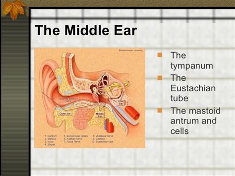 Image result for String ENT