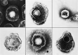herpesvirus 的图像结果