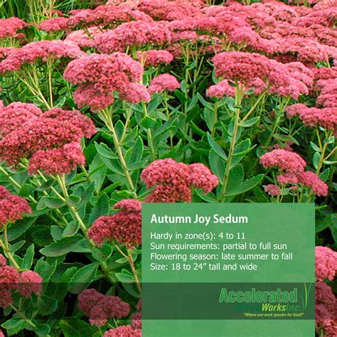 Autumn Joy Sedum Fine Gardening, Gardening Tips, Flower Gardening ...