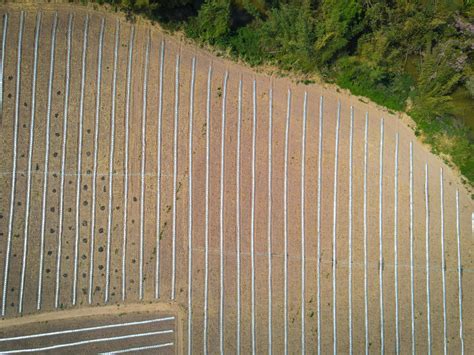 high angle view of agriculture , aerial view rows of crop fields top ...