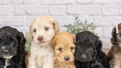 Image result for Cockapoo Hypoallergenic Dogs