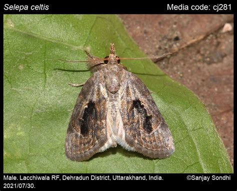 Selepa celtis Moore, [1860] - | Moths