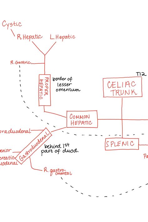 Celiac Artery Branches