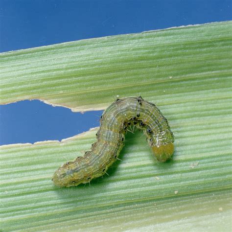 Corn earworm - Biocontrol, Damage and Life Cycle