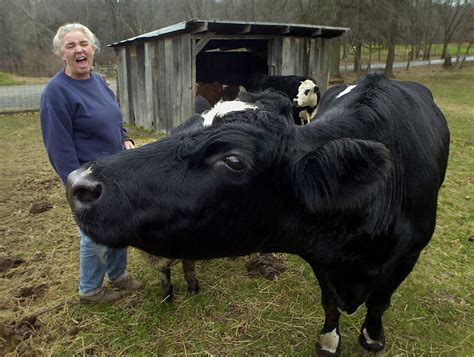 Cow With Down Syndrome
