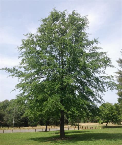 Willow oak - Sacramento Tree Foundation